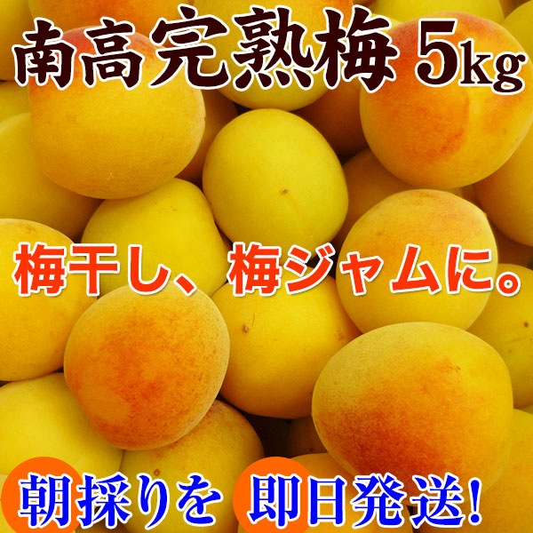 梅酒、梅ジュース作り用青梅。<br>朝採り新鮮！南高梅の青梅 5kg<br