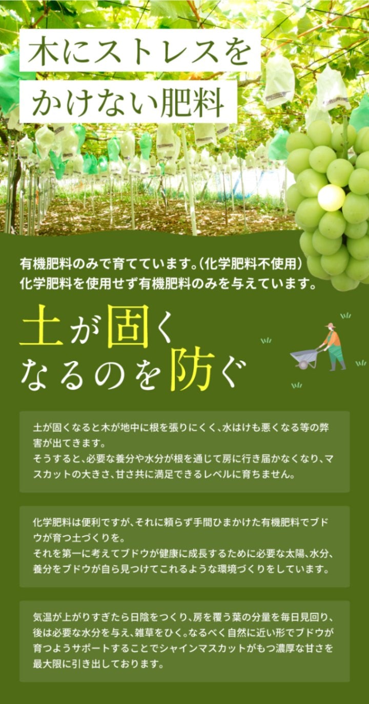 シャインマスカット 小粒だけど甘々です！毎日収穫中 000000000695_2_G9IzLRY.jpg