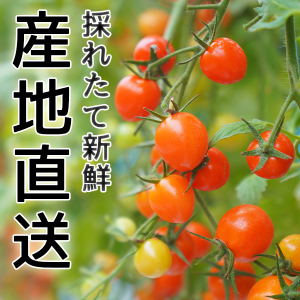 ご予約受付中 和歌山県産 ミニトマト 燦燦（さんさん）こくうまトマト