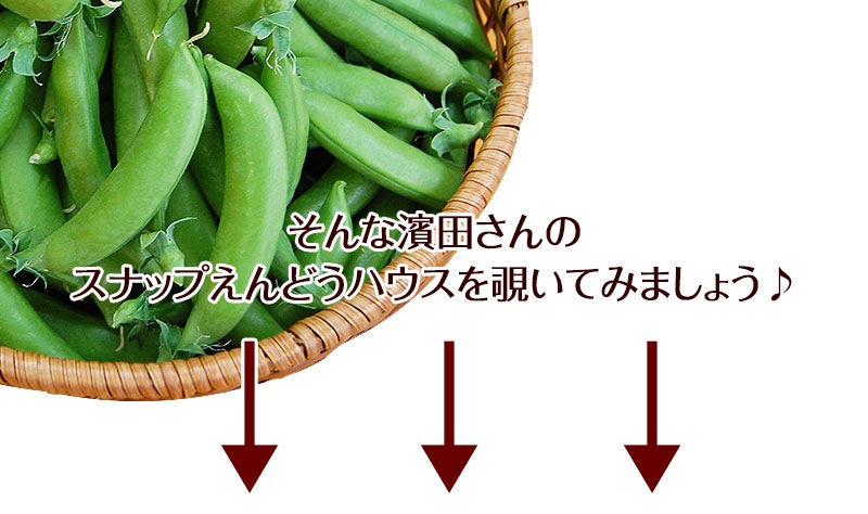 ������ꥹ�ʥåפ���ɤ�2kg<br>���䤴�ȿ��٤�롢�ä��δŤ��Υϥ������ݤΥ��ʥåפ���ɤ�����ľ���Ǥ��Ϥ����ޤ��� ��2025ǯ4���ܤ���ν缡�в�