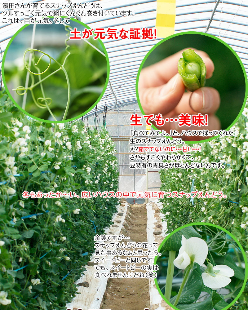 ������ꥹ�ʥåפ���ɤ�2kg<br>���䤴�ȿ��٤�롢�ä��δŤ��Υϥ������ݤΥ��ʥåפ���ɤ�����ľ���Ǥ��Ϥ����ޤ��� ��2025ǯ4���ܤ���ν缡�в�