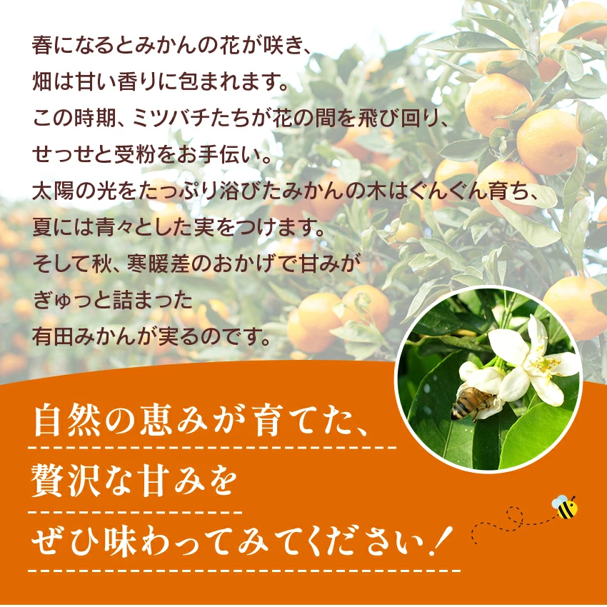 2025ǯ ͽ󳫻 ܾͭĤߤ򤴲Ǽڤ  ͭĤߤ S M L 3kg 11ܤ缡в١