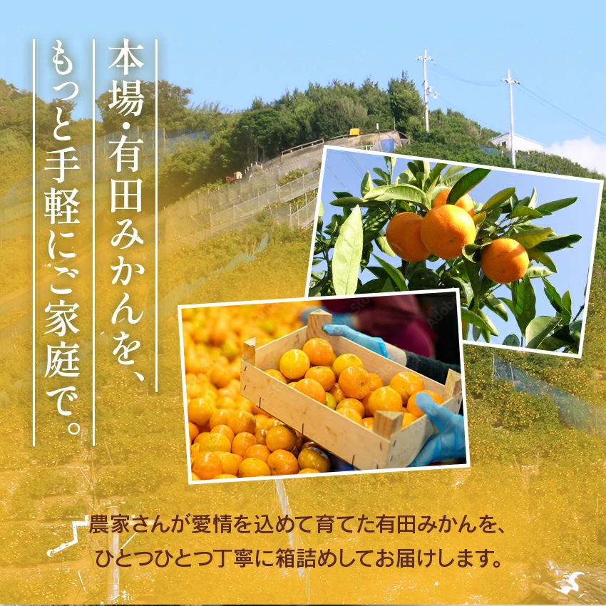 2025ǯ ��ͽ�󳫻� �ܾ�ͭ�Ĥߤ���򤴲����Ǽ�ڤ� ������ ������ͭ�Ĥߤ��� S M L���������� 5kg ��11��ܤ��缡�в١�
