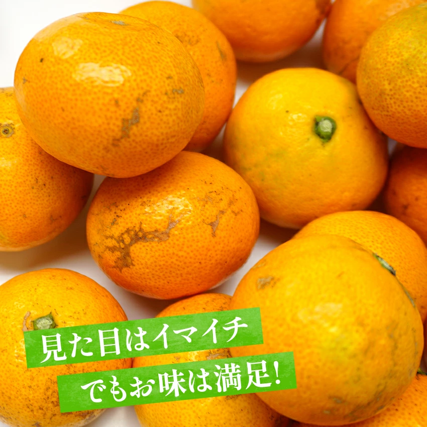 2025ǯ ��ͽ�󳫻� �ܾ�ͭ�Ĥߤ���򤴲����Ǽ�ڤ� ������ ������ͭ�Ĥߤ��� S M L���������� 5kg ��11��ܤ��缡�в١�