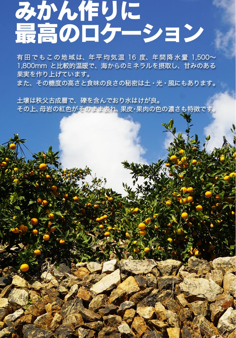 2025ǯ ͽ󳫻 ΥޥݤẠ̊́ͭĤߤ S 3kg ̵̳ƻ Ṭ̪̌<br> 11ܤ餴ʸ˽缡ȯʻԲġ