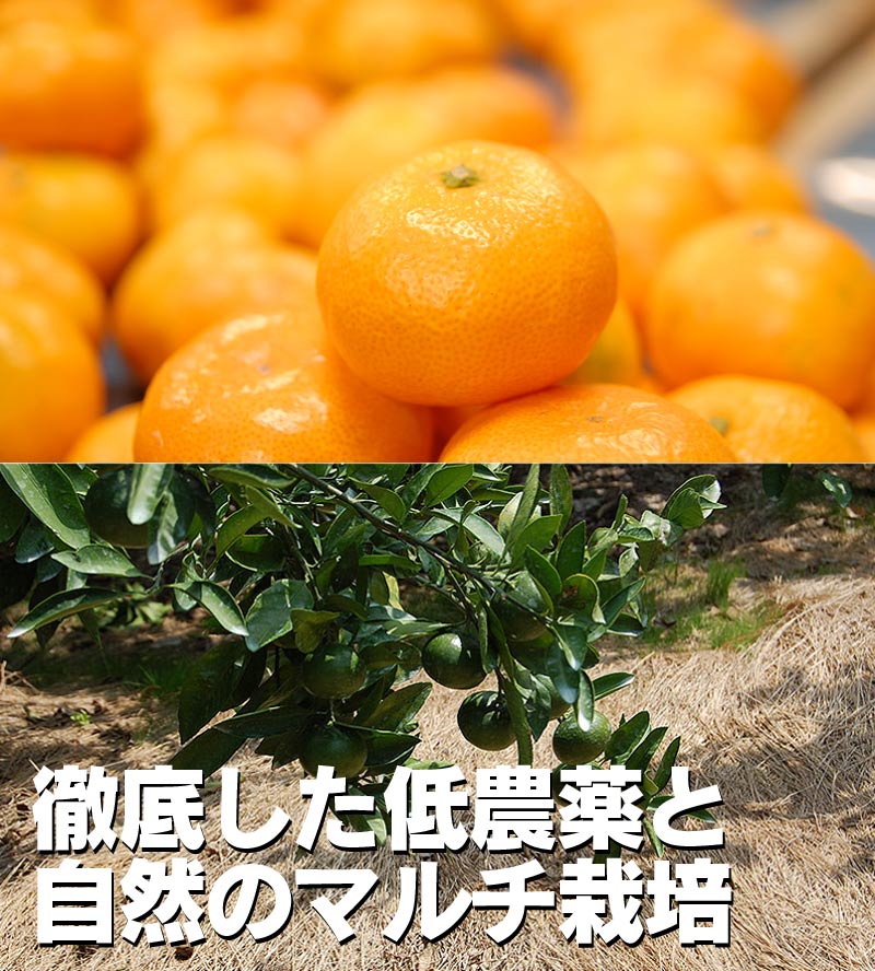 2025ǯ ͽ󳫻 ΥޥݤẠ̊́ͭĤߤ M 3kg ̵̳ƻ Ṭ̪̌<br> 11ܤ餴ʸ˽缡ȯʻԲġ