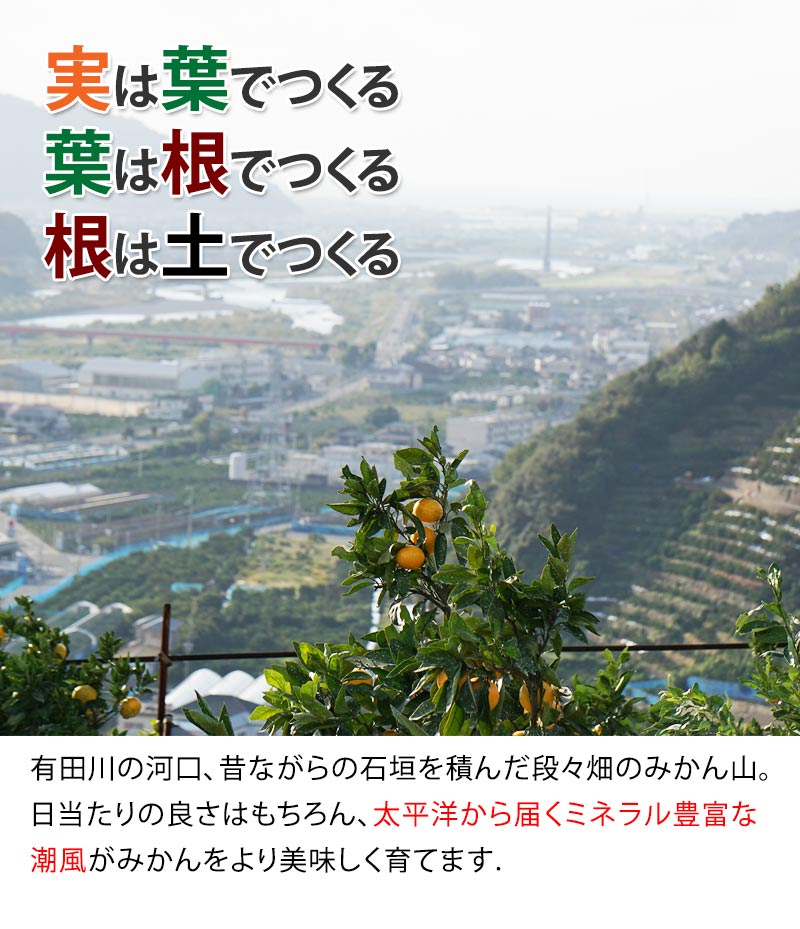 2025ǯ ��ͽ�󳫻� �������������Υޥ�����ݤǺ����̣����ͭ�Ĥߤ��� L������ 3kg ����̵�����̳�ƻ������������ �Ť�����̣����̪��<br> 11��ܤ��餴��ʸ��˽缡ȯ���ʻ������Բġ�