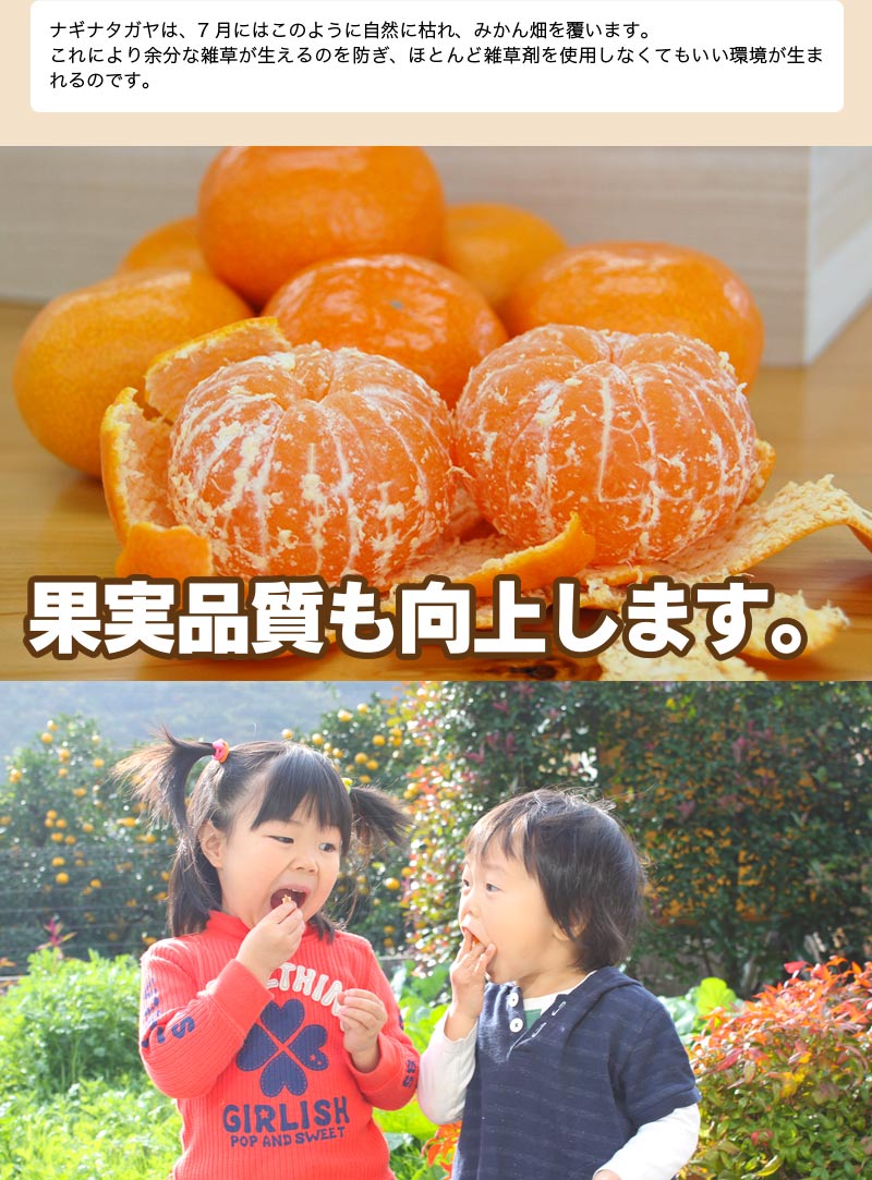 2025ǯ ��ͽ�󳫻� �������������Υޥ�����ݤǺ����̣����ͭ�Ĥߤ��� L������ 3kg ����̵�����̳�ƻ������������ �Ť�����̣����̪��<br> 11��ܤ��餴��ʸ��˽缡ȯ���ʻ������Բġ�