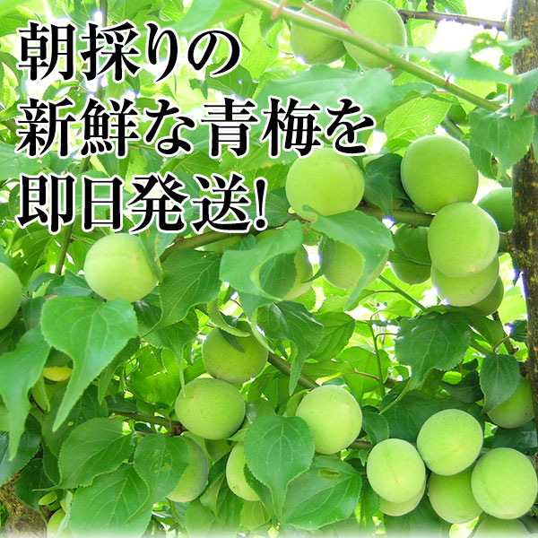 ߡ²λߤ2kg<br>īΤ꿷2019ǯͽ󳫻ϡ<br>ߤ⤴ޤ<br>