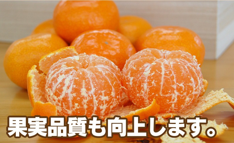 2025ǯ ��ͽ�󳫻� �������� ͭ�Ĥߤ��� ��� �ߤ��� 3L������ ����̵�� (��4.5kg���� �����ߤ��� ���Ϥߤ��� ���ٱ������äפ���礭���ߤ���
