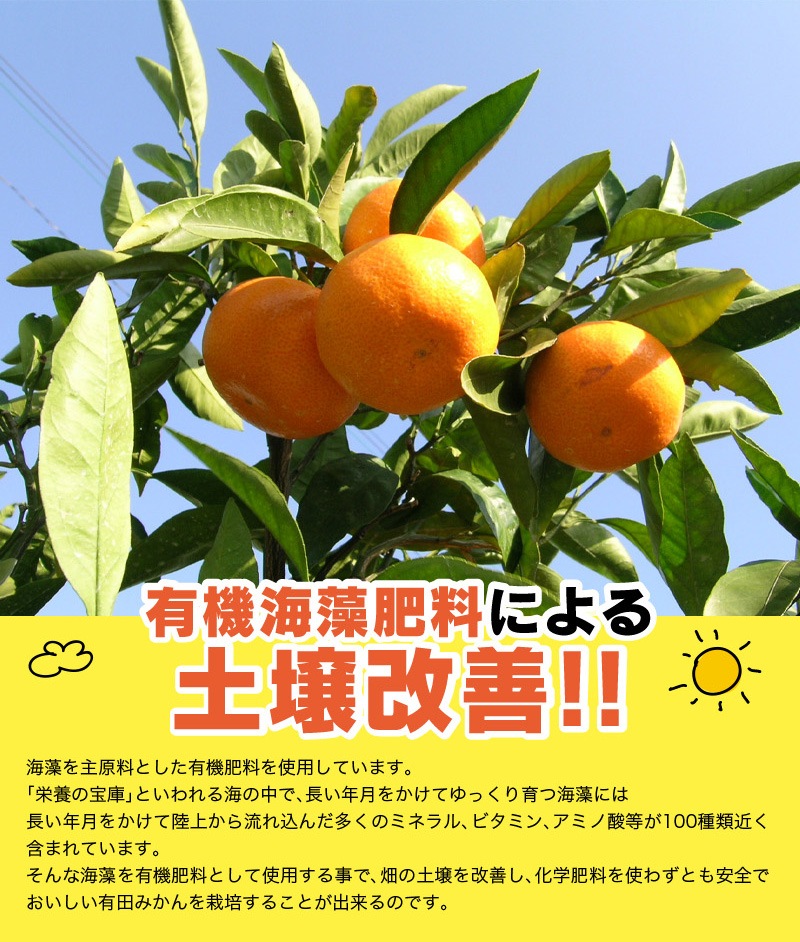 2025ǯ ��ͽ�󳫻� �������� ͭ�Ĥߤ��� ��� �ߤ��� 3L������ ����̵�� (��4.5kg���� �����ߤ��� ���Ϥߤ��� ���ٱ������äפ���礭���ߤ���