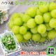 �ϥ����� ���㥤��ޥ����å� ��600g��1˼����<br><br>�ڥ�����������̵���ۢ������ϰ�����<br>��γ����ʤ����餴�ȿ��٤����̣�����֤ɤ���<br>���ٶä���17�ٰʾ塪<br>��ƺ �֥ɥ� �֤ɤ� �ϥ������� ������ �ޥ�����
