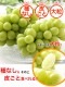 �ϥ����� ���㥤��ޥ����å� ��600g��1˼����<br><br>�ڥ�����������̵���ۢ������ϰ�����<br>��γ����ʤ����餴�ȿ��٤����̣�����֤ɤ���<br>���ٶä���17�ٰʾ塪<br>��ƺ �֥ɥ� �֤ɤ� �ϥ������� ������ �ޥ�����