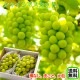 2025ǯ ͽ󳫻 ե ץ쥼 㥤ޥå<br>1kg500g2˼<br>̵ۢϰ<br>γʤ餴ȿ٤̣֤ɤ<br>ٶä17ٰʾ塪ƺ ϥ ޥå