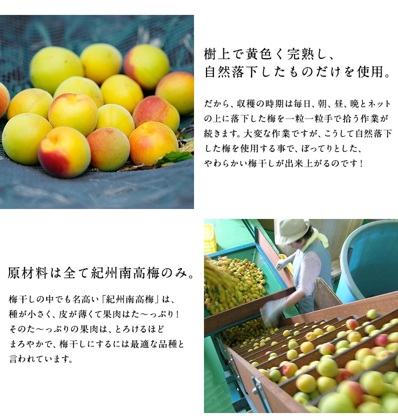 ���渵 ���渵 �ƥ��ե� ���崰������ߴ��� �������� ������12γ �����Τ�̣��ڤ���� ��Ȣ�� ���ե�<br>����̵�����̳�ƻ���������