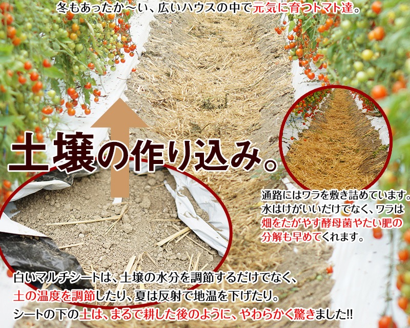 2026ǯ ��ͽ�󳫻� �²λ����� �ߥ˥ȥޥ� �����ʤ��󤵤�ˤ������ޥȥޥ� ��2kg ������ ���������� ���� �ߥ˥ȥޥ� �Ť� �ե롼�ĥȥޥ� ����Τ ����ľ�� ������ ��1����ܺ�����缡�в١�