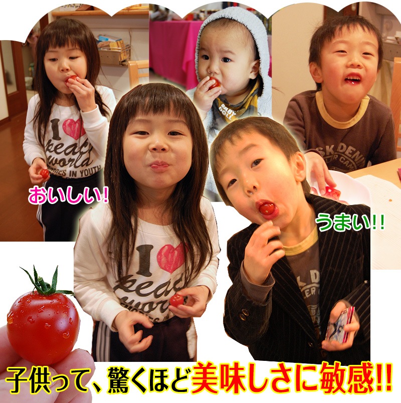 2026ǯ ��ͽ�󳫻� �²λ����� �ߥ˥ȥޥ� �����ʤ��󤵤�ˤ������ޥȥޥ� ��2kg ������ ���������� ���� �ߥ˥ȥޥ� �Ť� �ե롼�ĥȥޥ� ����Τ ����ľ�� ������ ��1����ܺ�����缡�в١�