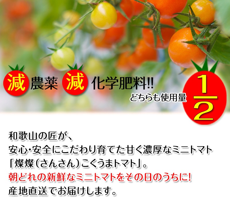 2026ǯ ��ͽ�󳫻� �²λ����� �ߥ˥ȥޥ� �����ʤ��󤵤�ˤ������ޥȥޥ� ��2kg ������ ���������� ���� �ߥ˥ȥޥ� �Ť� �ե롼�ĥȥޥ� ����Τ ����ľ�� ������ ��1����ܺ�����缡�в١�