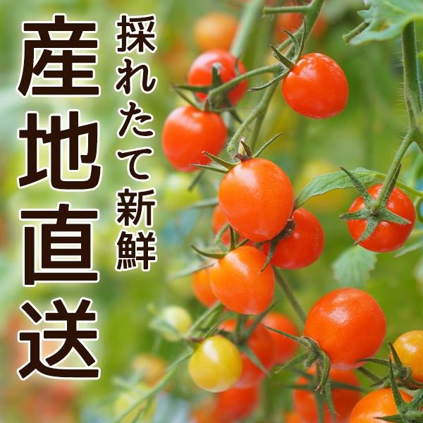 2026ǯ ��ͽ�󳫻� �²λ����� �ߥ˥ȥޥ� �����ʤ��󤵤�ˤ������ޥȥޥ� ��2kg ������ ���������� ���� �ߥ˥ȥޥ� �Ť� �ե롼�ĥȥޥ� ����Τ ����ľ�� ������ ��1����ܺ�����缡�в١�