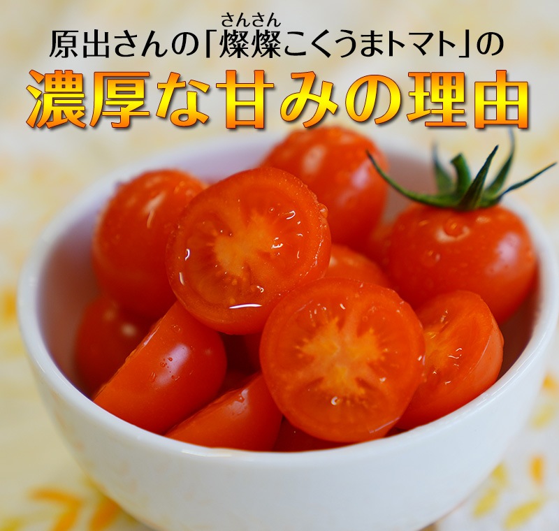 2026ǯ ��ͽ�󳫻� �²λ����� �ߥ˥ȥޥ� �����ʤ��󤵤�ˤ������ޥȥޥ� ��2kg ������ ���������� ���� �ߥ˥ȥޥ� �Ť� �ե롼�ĥȥޥ� ����Τ ����ľ�� ������ ��1����ܺ�����缡�в١�