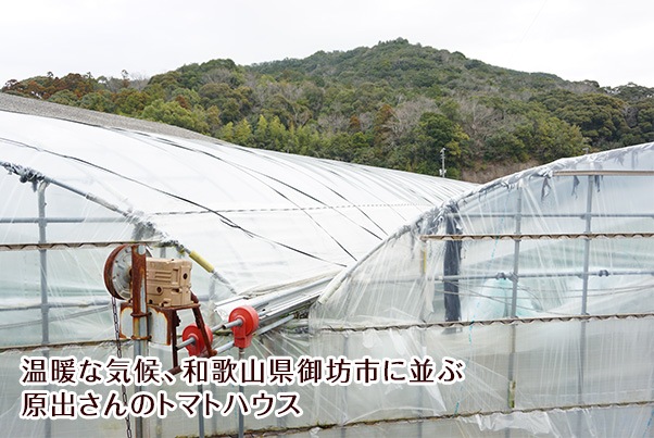 2026ǯ ��ͽ�󳫻� �²λ����� �ߥ˥ȥޥ� �����ʤ��󤵤�ˤ������ޥȥޥ� ��2kg ������ ���������� ���� �ߥ˥ȥޥ� �Ť� �ե롼�ĥȥޥ� ����Τ ����ľ�� ������ ��1����ܺ�����缡�в١�