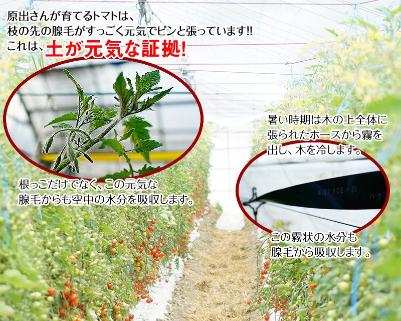 2026ǯ ��ͽ�󳫻� �²λ����� �ߥ˥ȥޥ� �����ʤ��󤵤�ˤ������ޥȥޥ� ��2kg ������ ���������� ���� �ߥ˥ȥޥ� �Ť� �ե롼�ĥȥޥ� ����Τ ����ľ�� ������ ��1����ܺ�����缡�в١�