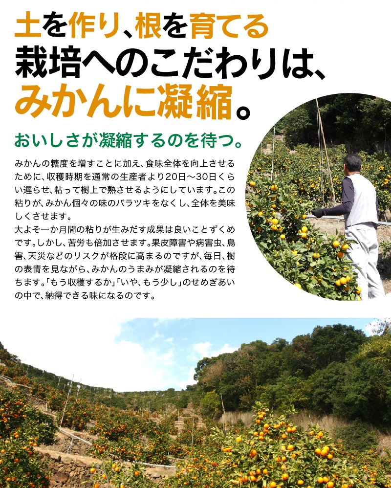 2025ǯ ��ͽ�󳫻�<br>��ˤ� ��� £��ʪ ���ե� ��饮�ե�<br>��Ȣ�� ����ͭ�Ĥߤ���<BR>��� ��Ȣ����25��30�̡���1.5kg����<BR><BR>����̵�����̳�ƻ�����������˴Ť� ��̣ �����ˤ�����ä���̣�����ߤ���ڼ��ϤǤ�����ν缡�в٤Ȥʤ�ޤ��������ϻ���̤���