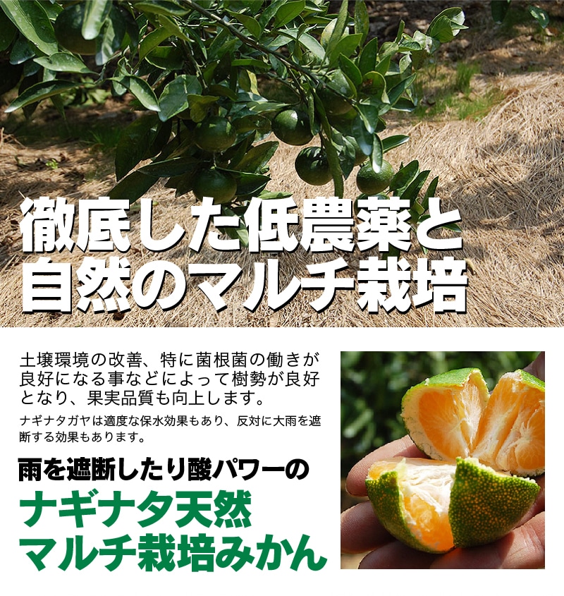 2025ǯ ��ͽ�󳫻�<br>��ˤ� ��� £��ʪ ���ե� ��饮�ե�<br>��Ȣ�� ����ͭ�Ĥߤ���<BR>��� ��Ȣ����25��30�̡���1.5kg����<BR><BR>����̵�����̳�ƻ�����������˴Ť� ��̣ �����ˤ�����ä���̣�����ߤ���ڼ��ϤǤ�����ν缡�в٤Ȥʤ�ޤ��������ϻ���̤���