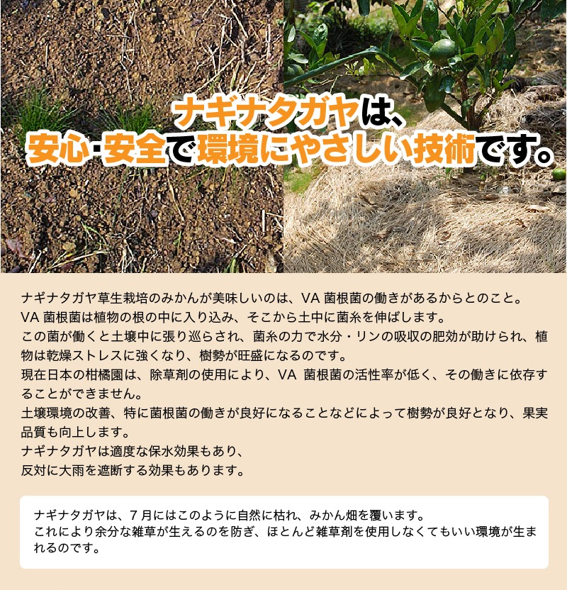 2025ǯ ��ͽ�󳫻�<br>��ˤ� ��� £��ʪ ���ե� ��饮�ե�<br>��Ȣ�� ����ͭ�Ĥߤ���<BR>��� ��Ȣ����25��30�̡���1.5kg����<BR><BR>����̵�����̳�ƻ�����������˴Ť� ��̣ �����ˤ�����ä���̣�����ߤ���ڼ��ϤǤ�����ν缡�в٤Ȥʤ�ޤ��������ϻ���̤���