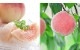 渵 渵 ƥե ̼¥塼 ̼¤ܤꥸ塼 6 <br>ʤߤ󡢴ߡ<br>̵̳ƻ  mom papa sum kr 