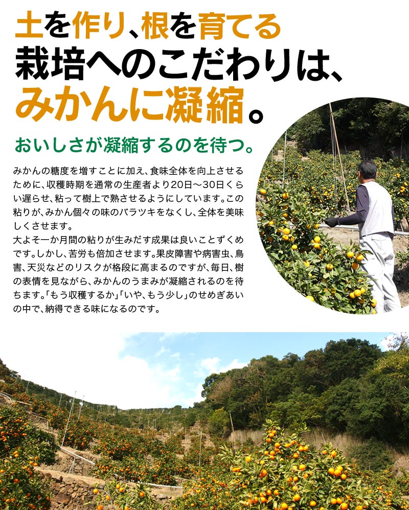 2025ǯ ��ͽ�󳫻� �������������Υޥ�����ݤǺ����̣����ͭ�Ĥߤ��� �̥����� 5kg <br>����̵�����̳�ƻ������������ �Ť�����̣����̪��<br>11��ܤ��餴��ʸ��˽缡ȯ���ʻ������Բġ�