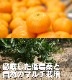 2025ǯ ��ͽ�󳫻� �������������Υޥ�����ݤǺ����̣����ͭ�Ĥߤ��� �̥����� 5kg <br>����̵�����̳�ƻ������������ �Ť�����̣����̪��<br>11��ܤ��餴��ʸ��˽缡ȯ���ʻ������Բġ�