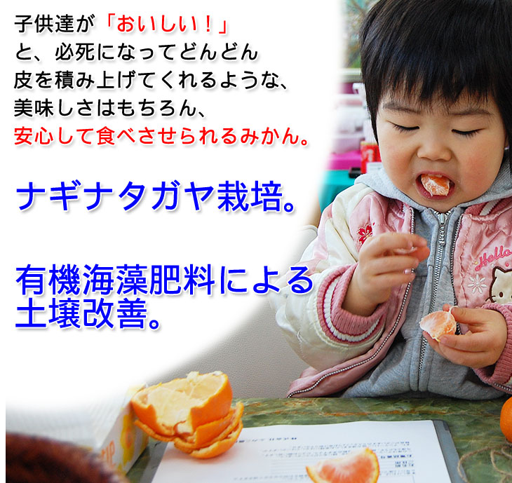 2025ǯ ��ͽ�󳫻� ͭ�Ĥߤ���Υȥåץ֥��ɡ�<BR>������ ����ͭ�ĥߥ���<BR> ����̵�����̳�ƻ������������ �����ꤴ������ 5kgȢ��<BR> 11����ܤ��餴��ʸ��˽缡ȯ���ʻ������Բġ� <BR>�Ť��ߤ��� ̪�� ������ �����ߤ���