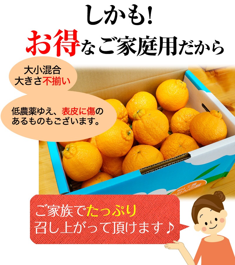 2025 ��ͽ�󳫻� �������� ���βСʥǥ��ݥ��<br>Ϫ�Ϻ��ݤμ��崰�ϥǥ��ݥ� �²λ�����<br>��������·����¿���ν�ͭ�ꡡ3kg����12�̡�<br>����̵�����̳�ƻ���������