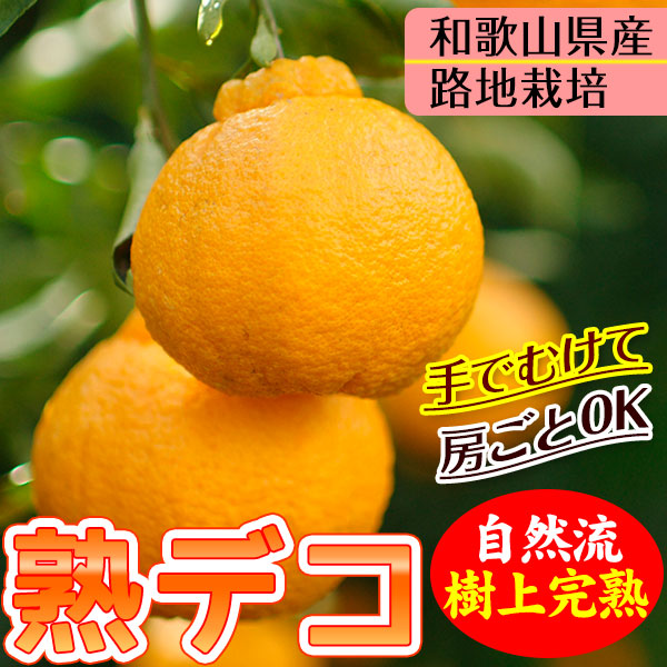 2025 ��ͽ�󳫻� �������� ���βСʥǥ��ݥ��<br>Ϫ�Ϻ��ݤμ��崰�ϥǥ��ݥ� �²λ�����<br>��������·����¿���ν�ͭ�ꡡ3kg����12�̡�<br>����̵�����̳�ƻ���������