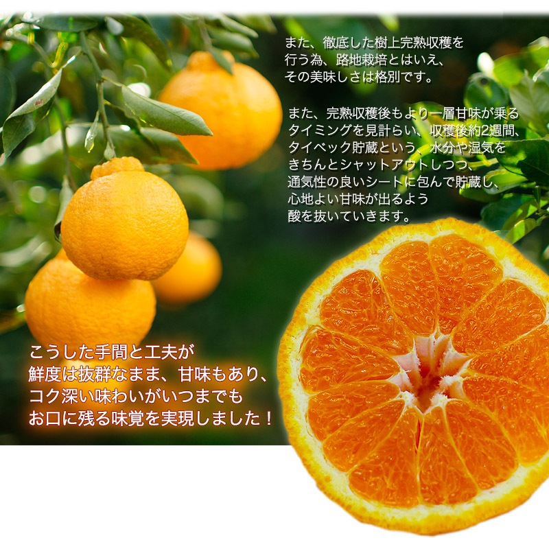 2025 ��ͽ�󳫻� �������� ���βСʥǥ��ݥ��<br>Ϫ�Ϻ��ݤμ��崰�ϥǥ��ݥ� �²λ�����<br>��������·����¿���ν�ͭ�ꡡ3kg����12�̡�<br>����̵�����̳�ƻ���������