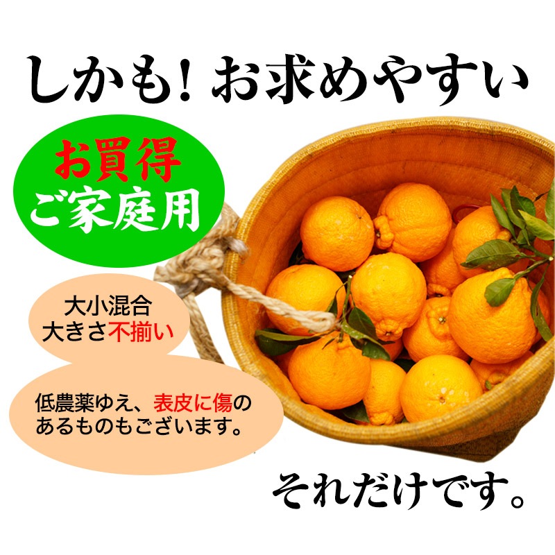 2025 ��ͽ�󳫻� �������� ���βСʥǥ��ݥ��<br>Ϫ�Ϻ��ݤμ��崰�ϥǥ��ݥ� �²λ�����<br>��������·����¿���ν�ͭ�ꡡ3kg����12�̡�<br>����̵�����̳�ƻ���������