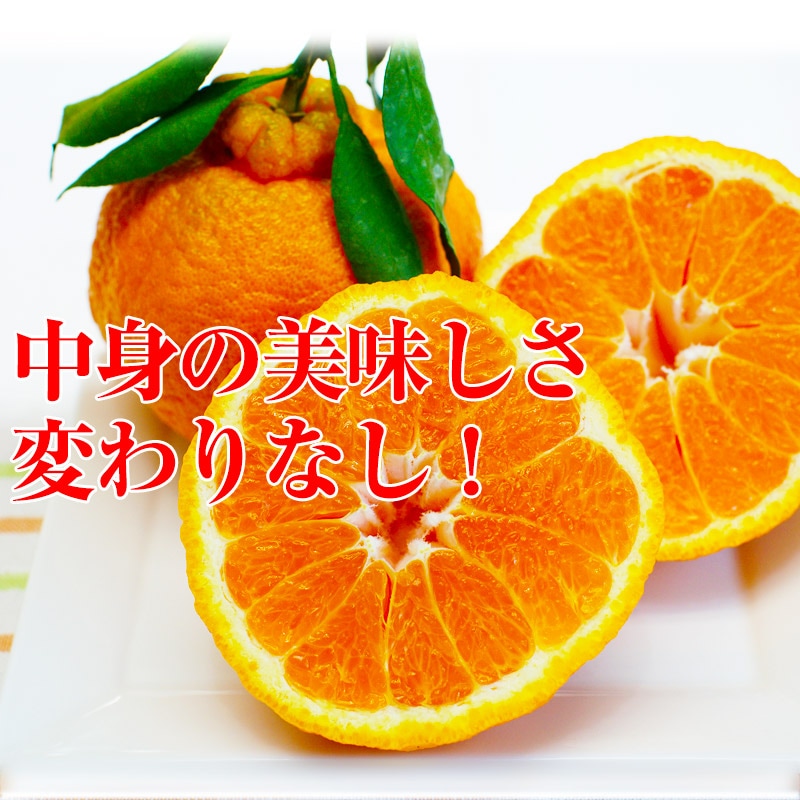 2025 ��ͽ�󳫻� �������� ���βСʥǥ��ݥ��<br>Ϫ�Ϻ��ݤμ��崰�ϥǥ��ݥ� �²λ�����<br>��������·����¿���ν�ͭ�ꡡ3kg����12�̡�<br>����̵�����̳�ƻ���������