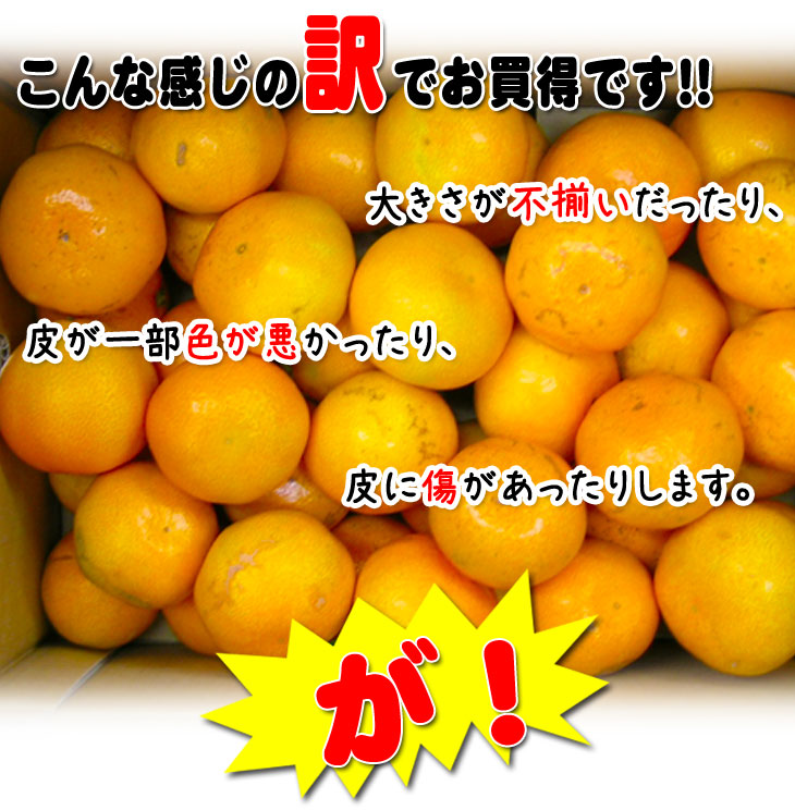 2025ǯ ��ͽ�󳫻� ͭ�Ĥߤ���Υȥåץ֥��ɡ�<BR> ������ ����ͭ�ĥߥ���<BR> ����̵�����̳�ƻ������������ �����ꤴ������ 7kgȢ��<BR>11����ܤ��餴��ʸ��˽缡ȯ���ʻ������Բġ�<BR> �Ť��ߤ��� ̪�� ������ �����ߤ���