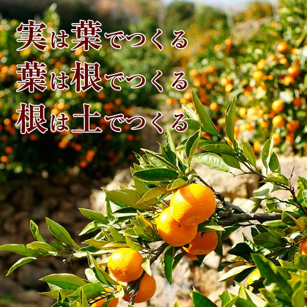 2020ǯ ͽ󳫻ϡߤ 10kg ̵  ߤ<br> ͭĤߤ ꤴ 10kg<BR><BR>̵ۢϰ<BR>ߥ50;ǯΰƣʸˤ󤬺봰ͭĤߤ<BR><BR>Ϥĺޤ