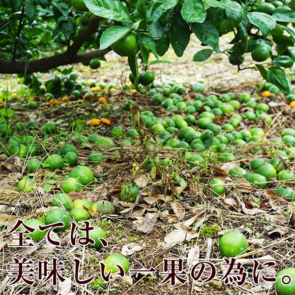 2020ǯ ͽ󳫻ϡߤ 10kg ̵  ߤ<br> ͭĤߤ ꤴ 10kg<BR><BR>̵ۢϰ<BR>ߥ50;ǯΰƣʸˤ󤬺봰ͭĤߤ<BR><BR>Ϥĺޤ