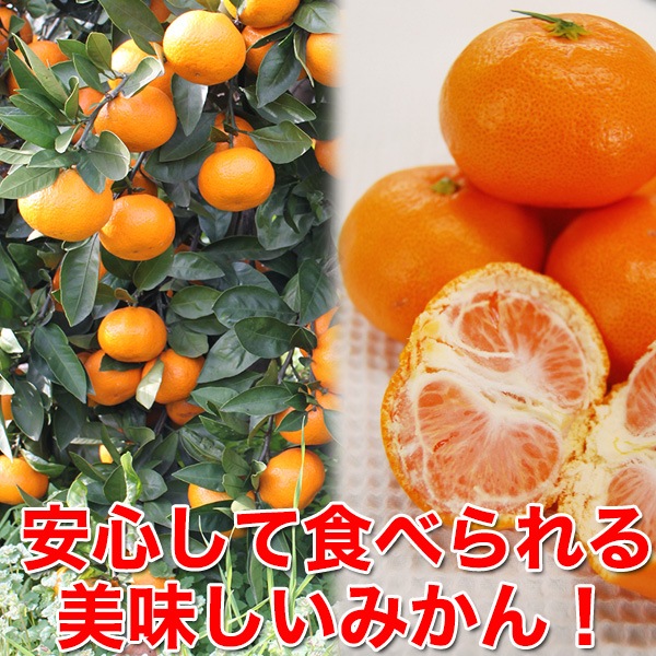 2020ǯ ͽ󳫻ϡߤ 10kg ̵  ߤ<br> ͭĤߤ ꤴ 10kg<BR><BR>̵ۢϰ<BR>ߥ50;ǯΰƣʸˤ󤬺봰ͭĤߤ<BR><BR>Ϥĺޤ