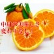 2026ǯ ��ͽ������� �������� ���βСʥǥ��ݥ��<br>Ϫ�Ϻ��ݤμ��崰�ϥǥ��ݥ� �²λ�����<br>��������·����¿���ν�ͭ�ꡡ5kg����20�̡�<br>����̵�����̳�ƻ���������