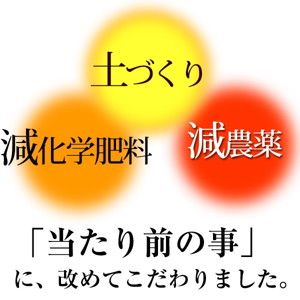 2020ǯ��ͽ�󳫻ϡ� ����ͭ�Ĥߤ��� �����������ꤴ������ 5kg<BR><BR>������̵���ۢ������ϰ�����<BR>�ߤ�����50;ǯ�ΰ�ƣʸ�ˤ��󤬺�봰��ͭ�Ĥߤ���<BR>�ڤ�ͽ�󳫻�/11��ܤ��缡�в١�<BR><BR>���������Ϥ�����ĺ���ޤ���