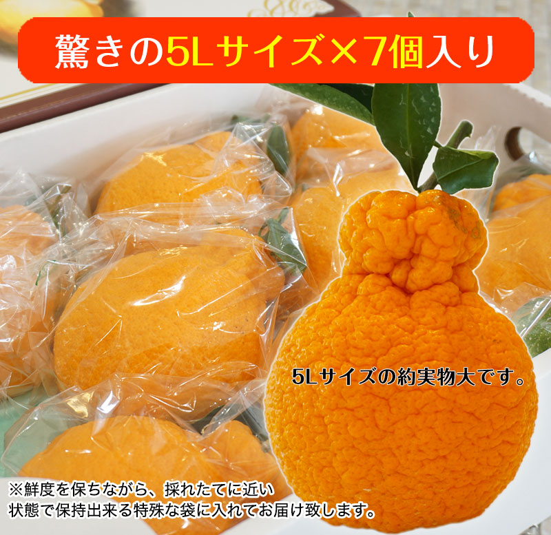 �ϥ������ݤδ��ϥǥ��ݥ�ִťǥ��� <BR>�²λ�����������̵����<BR>���դ��ä���5�̥�����7��������3kg��<BR><BR>��ʤ���˼���ȿ��٤��롪�Ť������Τ������βСʤ���̤��˥ϥ������ݤʤ�Ǥ���̣�������ȼ���ͭ������������ޤʤ��Ǻ��夲�뤳����