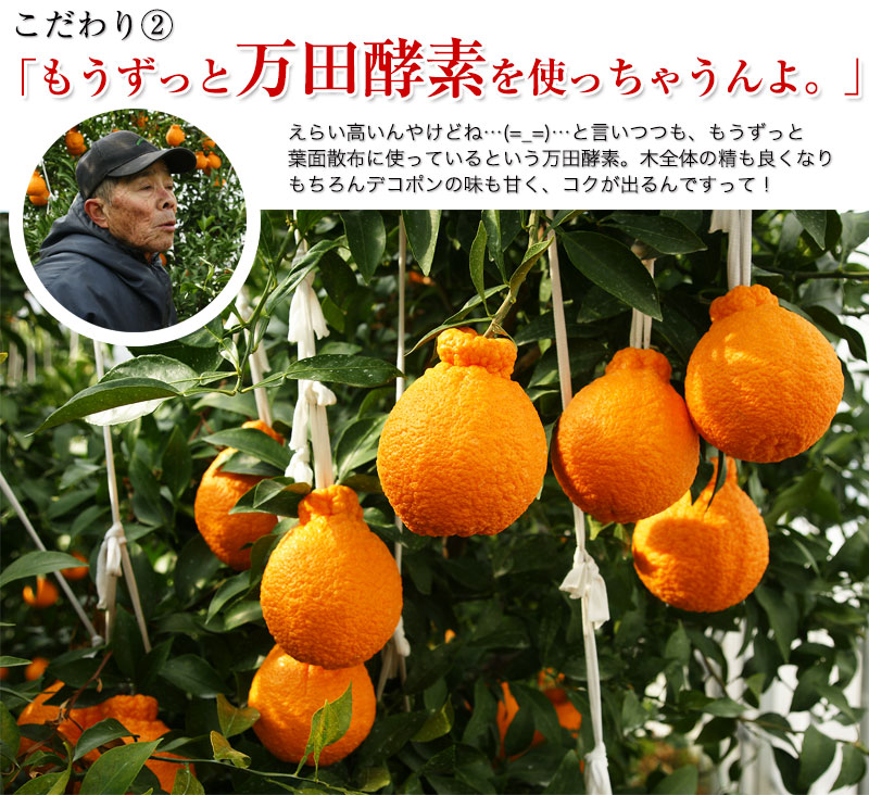 ハウス栽培の完熟デコポン 甘デコ Br 和歌山県産 送料無料 Br 葉付き驚きの5ｌサイズ7玉入 約3kg Br Br 種なし 房ごと食べられる 甘いコクのある不知火 しらぬい ハウス栽培ならでは美味しさ 独自の有機肥料 除草剤なしで作り上げるこだわ 無添加あん