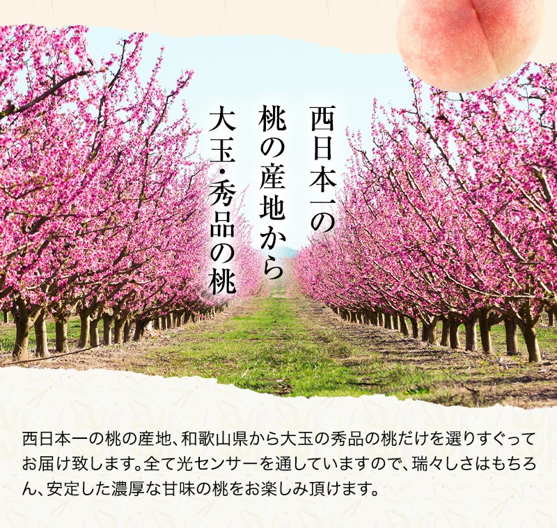 2025ǯ ͽ󳫻 ²λ ʸ󥵡 2kg 6<br>  ̡ʤǤϤޤ<br>  ̽äפꥸ塼ľ̵ sum