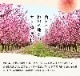 2025ǯ ͽ󳫻 ²λ ʸ󥵡 2kg 6<br>  ̡ʤǤϤޤ<br>  ̽äפꥸ塼ľ̵ sum