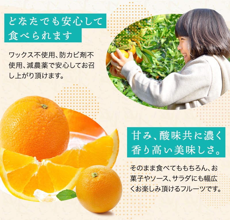 2026ǯ ��ͽ�󳫻�<br>�²λ������͡��֥� ����� �������� ��4.5kg ����21�̡�<br>2L��3L�������ν���<br>����̵��(�̳�ƻ����������)<br>�������ǰ¿����Ƥ������夬��ĺ����͡��֥� ��� ���ե�