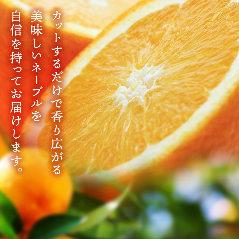 2026ǯ ��ͽ�󳫻�<br>�²λ������͡��֥� ����� �������� ��4.5kg ����21�̡�<br>2L��3L�������ν���<br>����̵��(�̳�ƻ����������)<br>�������ǰ¿����Ƥ������夬��ĺ����͡��֥� ��� ���ե�